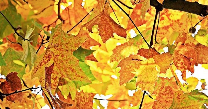 Herbst